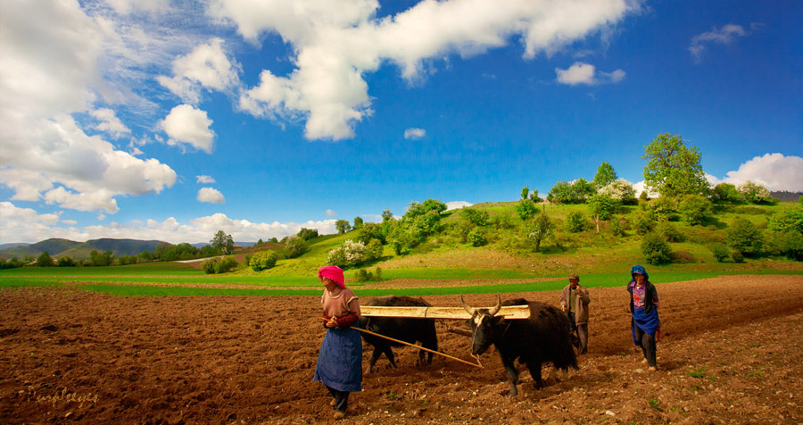 到香格里拉可以品尝到什么美味,香格里拉十大必吃美食