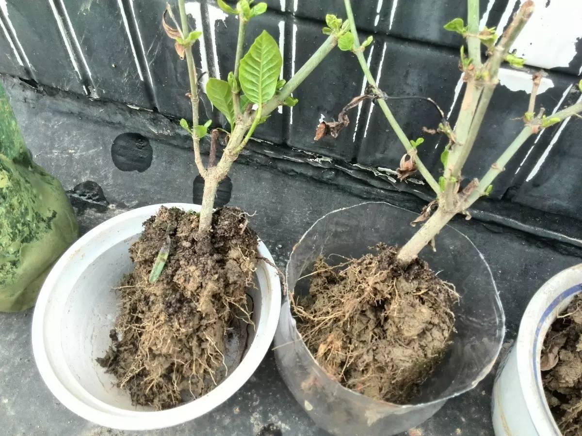 新手花友就先学这4个小技巧吧,新手养花妙招视频教程全集