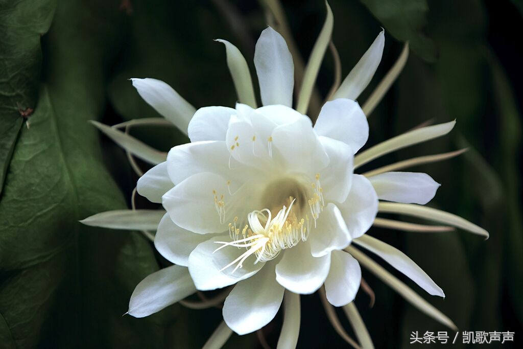 四川的葬礼的风俗,四川丧葬风俗仪式