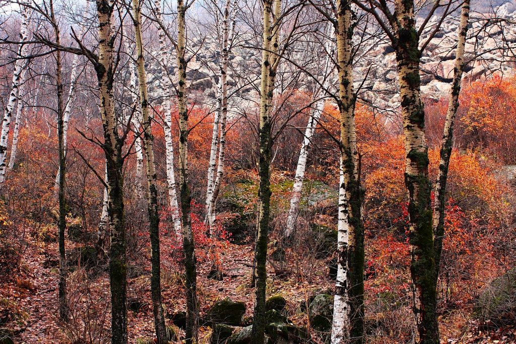 北京怀柔的原始森林,喇叭沟门原始森林公园旅游攻略