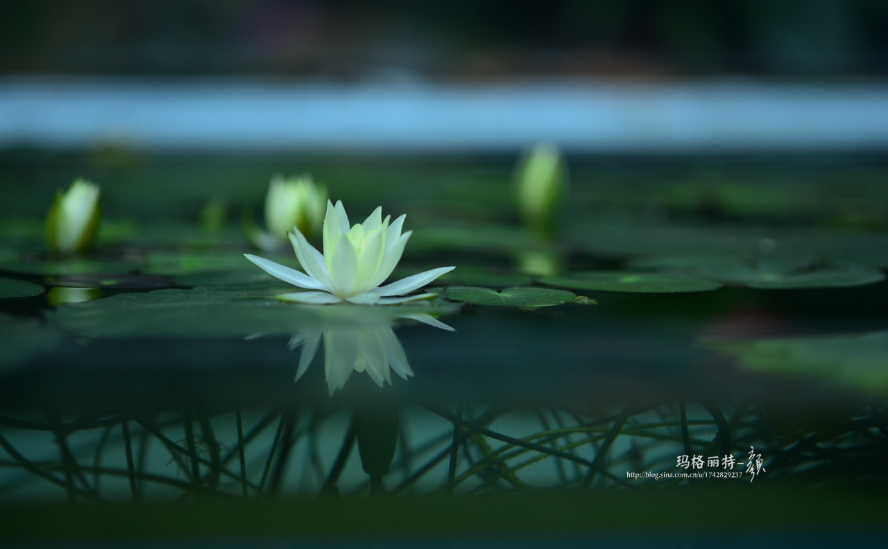 辰山植物园睡莲拍照,行摄洪湖荷花展