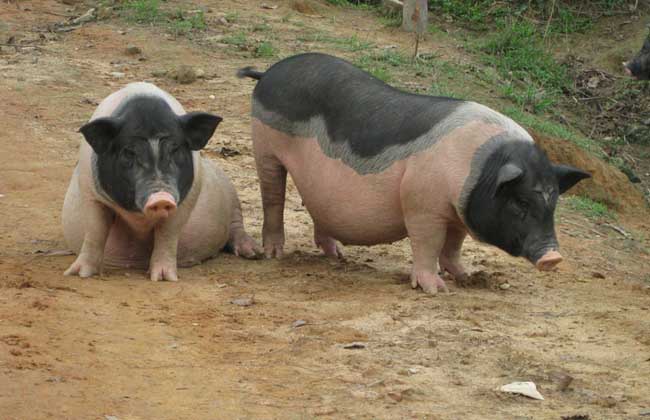 入冬猪预防哪些,猪低温的防治