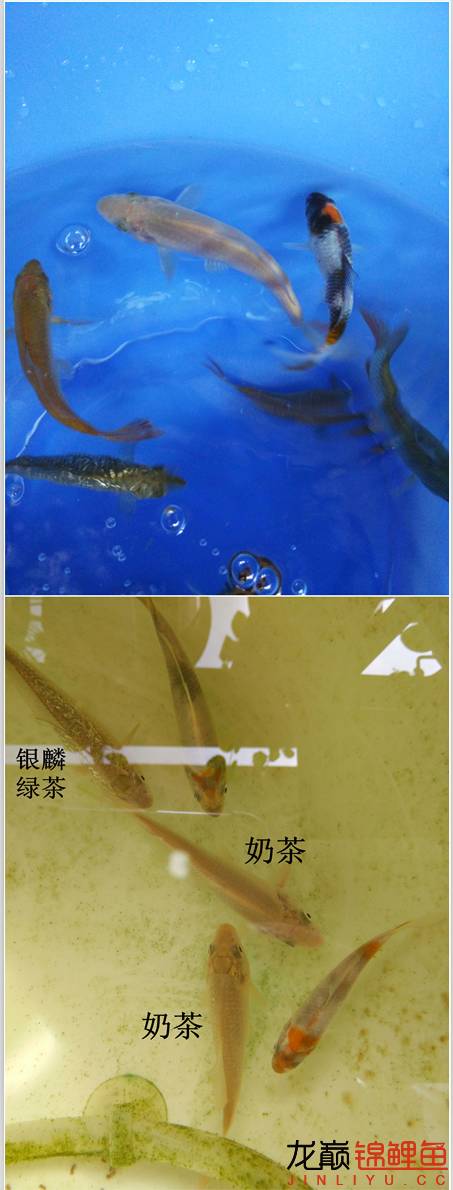 我的锦鲤梦,一直在坚持!