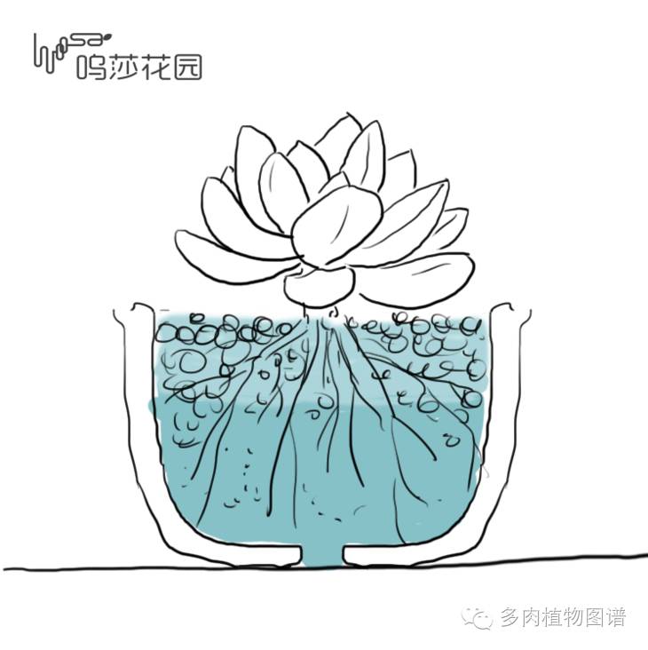 暴雨后露养的多肉土壤湿透,暴雨后多肉泡水