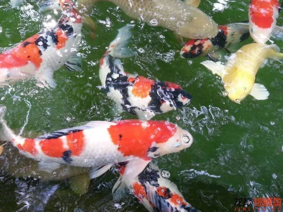 我的锦鲤梦,一直在坚持!