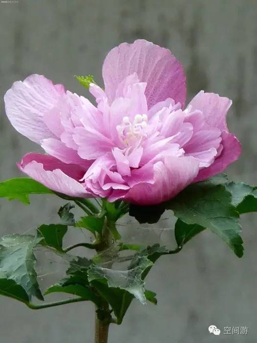 阳台向西种点什么,朝西阳台什么植物好养活