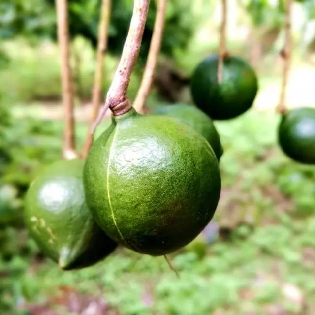 元江的特色美食有哪些 (元江美食干货)