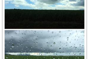 身心的放逐---毛里求斯