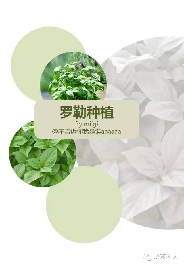 Miigi的罗勒种植、烹饪攻略！