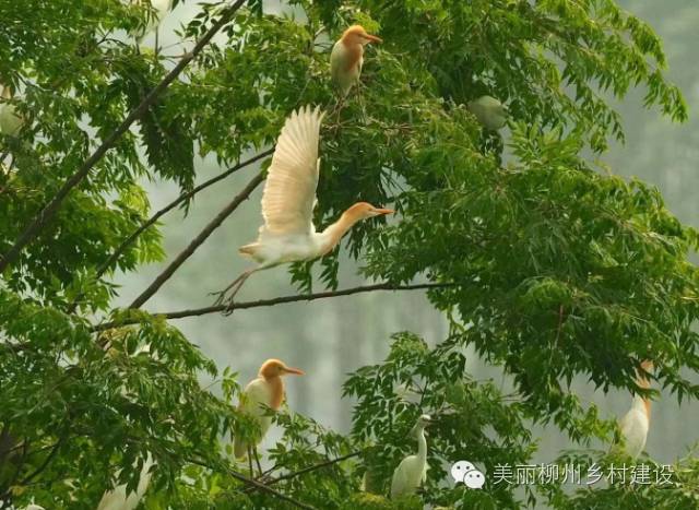 广西国庆柳州旅游攻略,柳州百里柳江哪里的风景最好
