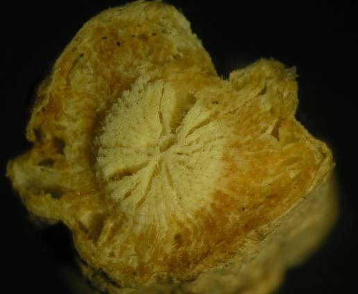 防风野生中药功效,防风功效中药药方