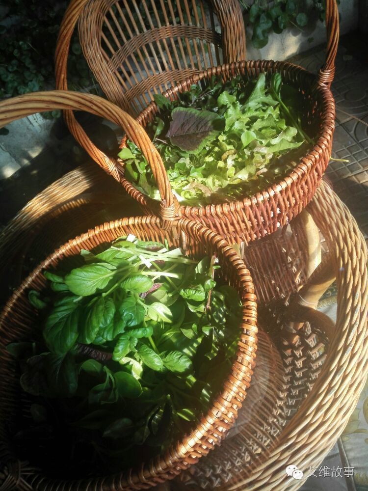 艾维wwoofer之：希望的曙光，为你为我