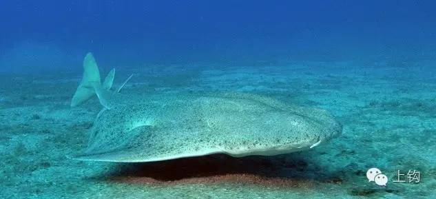 在欧盟境内，看到这鱼，绝对不要起邪念