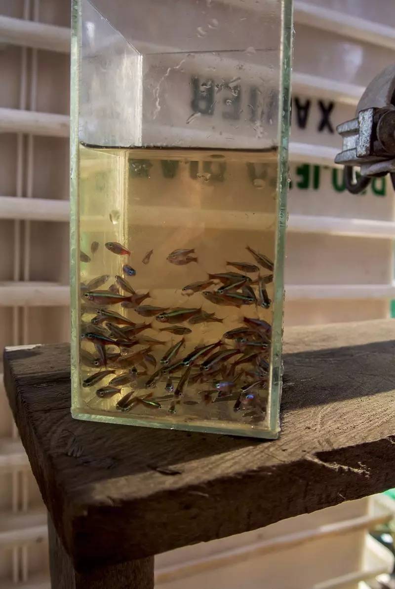 宝莲灯亚马逊,亚马逊雨林的宝莲灯