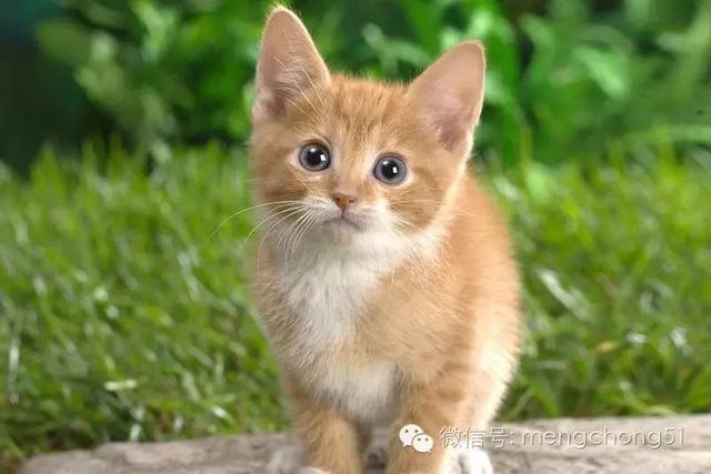 猫咪感染猫瘟怎么解决,猫咪打预防针还会感染猫瘟么