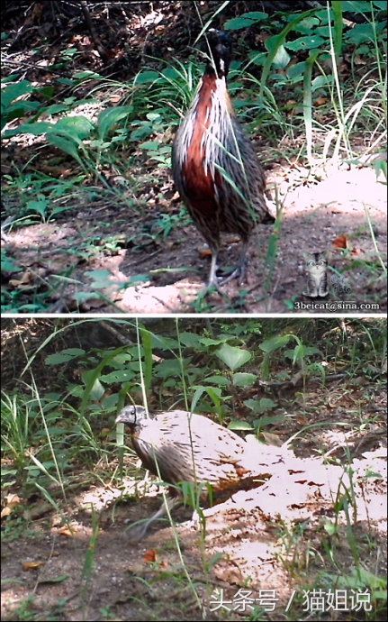 怀柔的北京生活,野性内蒙古