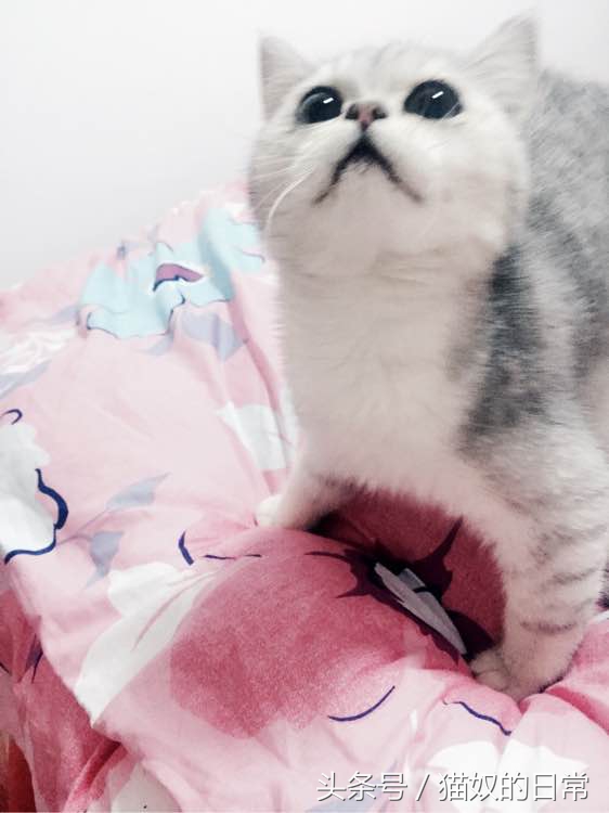 猫咪吃了一根塑料绳,我家猫咪吃了巧克力会怎么样