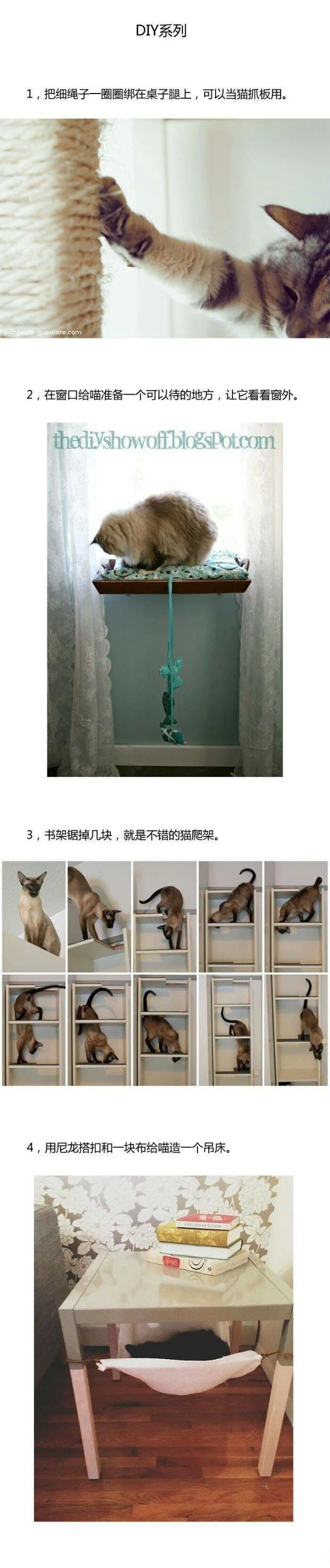 新手养猫指南养猫知识分享,第一次养猫新手必看的养猫攻略