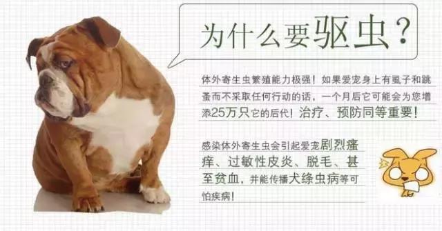 焦虫病死亡周期,焦虫病早期