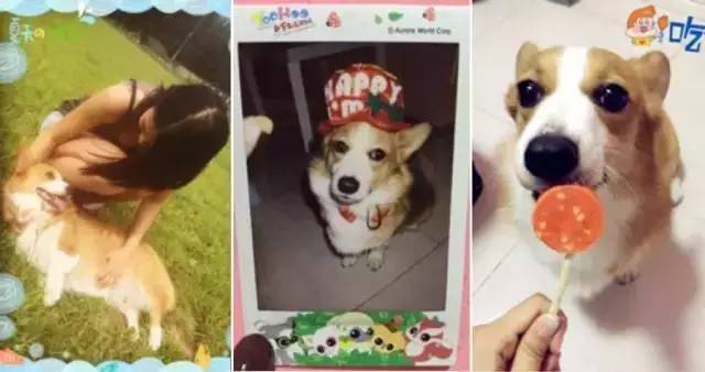 这场还原“暮光之城”的波西米亚婚礼，一只心机柯基成功抢镜