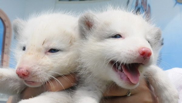 十一小长假,哈尔滨极地馆也是一个很不错的选择