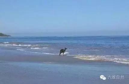 一只袋鼠不知为什么就向大海游去,只剩一片茫然