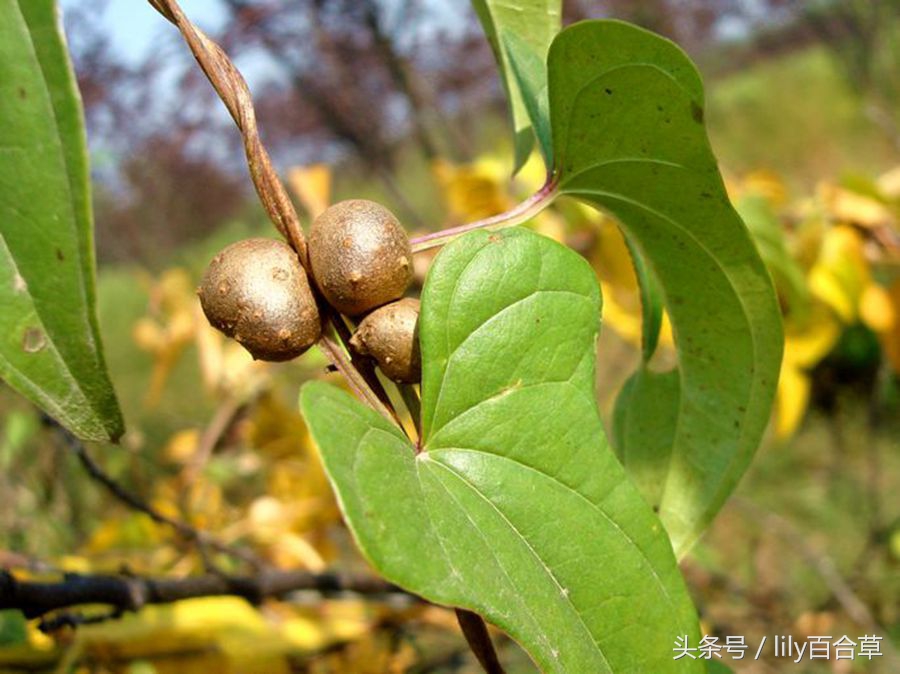 铁棍山药种子就是山药豆,山药豆的另一种叫法