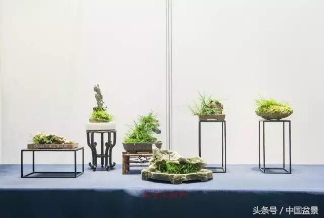哪些野草适合微型盆景,小品盆景和微型盆景有区别吗
