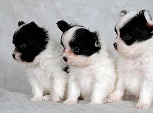 狗萌宠有哪些品种,18种萌宠狗狗