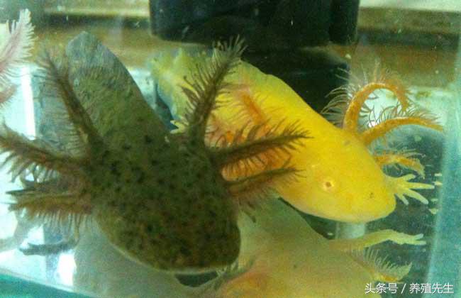 六角恐龙怎么养出鳃霸,六角恐龙怎么养