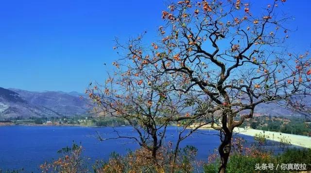 山东临沂平邑县的柿子怎么样,临沂哪里可以采摘新鲜铁皮柿子