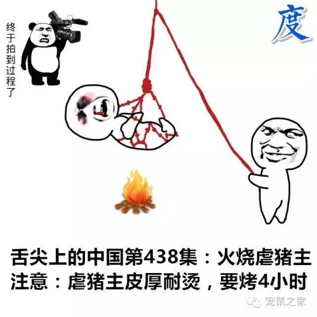 豚鼠各类饲养装备优缺点汇总之上篇