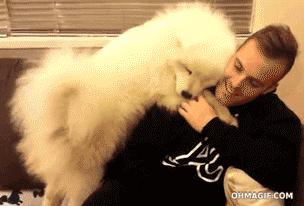 此生一定要养一只萨摩耶,相爱相杀的萨摩耶