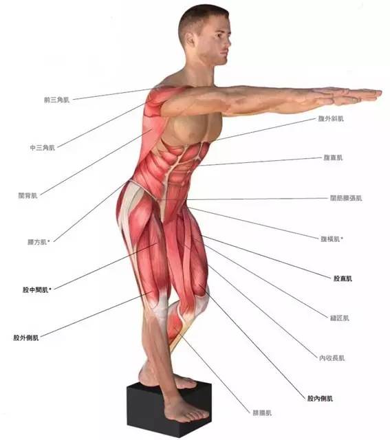 跑步经常膝关节痛?不妨试试从“髋”入手