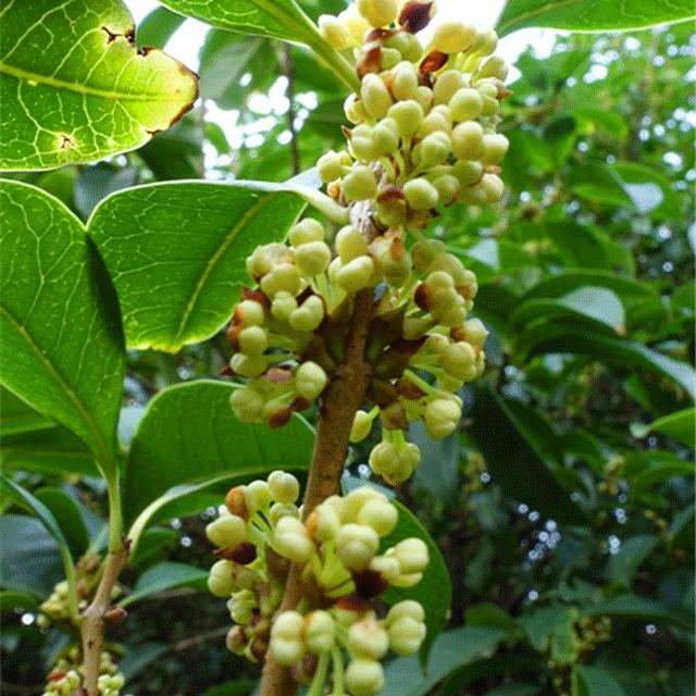 最佳赏桂花地点手绘地图,桂花赏花地图