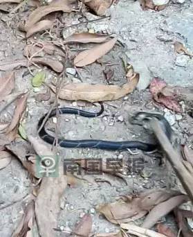 广西一小区内多种毒蛇出没抓不完,广西最大毒蛇