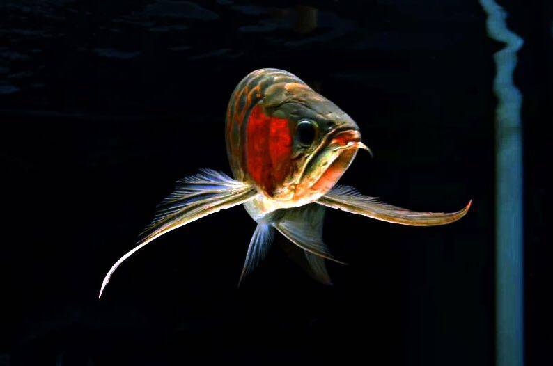 养鱼新手语录大全,养鱼翻车语录