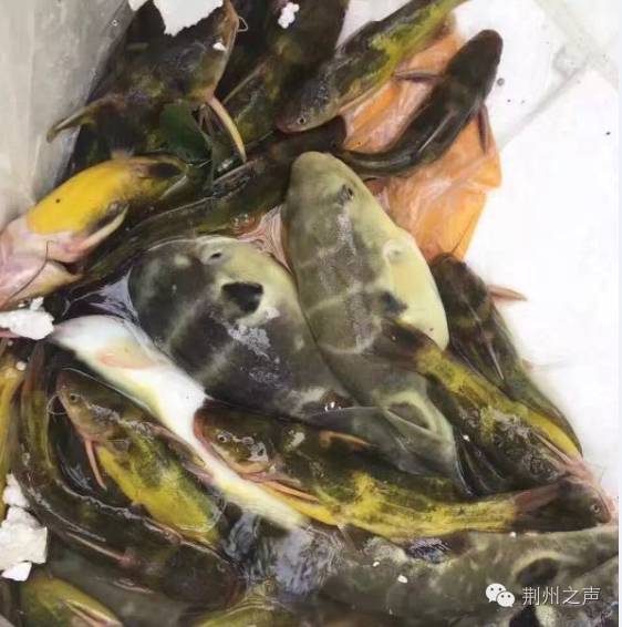 河豚鱼中毒事件后续,荆州一运鱼货车侧翻