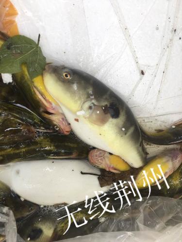 河豚中毒事件最新,河豚中毒事件最新消息