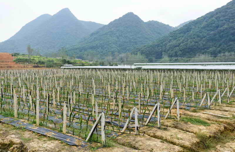 东楚风s带您提前体验阳新乡博园