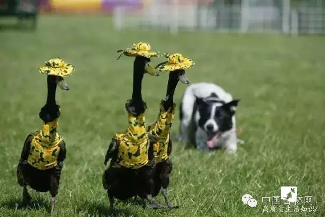 长春热企提前开栓供热,长春热企最新动态