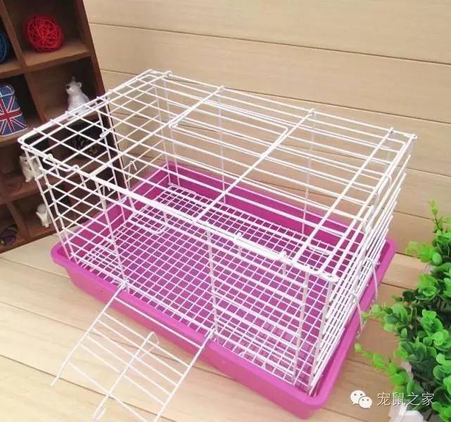 豚鼠各类饲养装备优缺点汇总之上篇