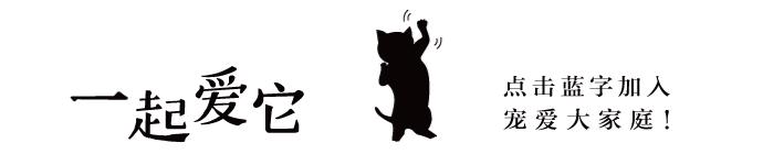 养宠知识狗狗的眼部护理技巧,养宠知识狗狗伤口怎么处理