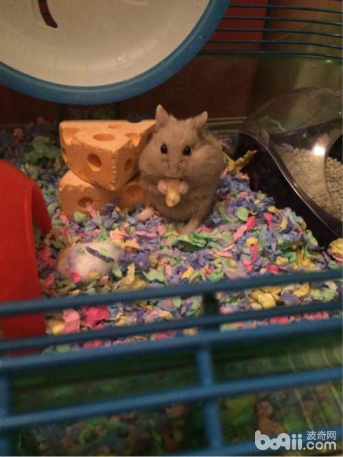 有哪些常见的仓鼠冬眠误区,萌萌的仓鼠怎么样的