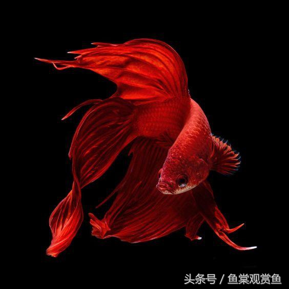 泰国斗鱼怎么样养好,泰国斗鱼有多吸引人