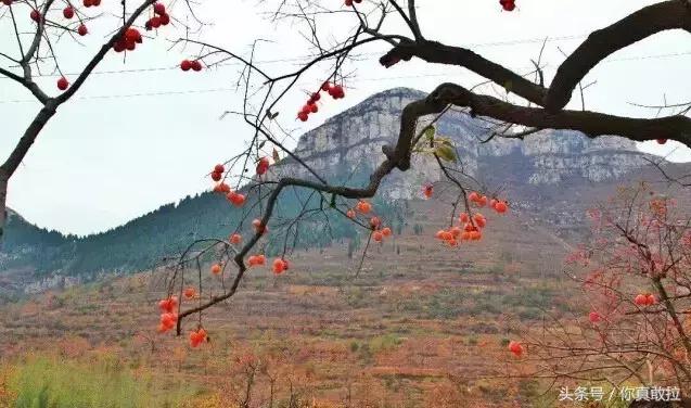 山东临沂平邑县的柿子怎么样,临沂哪里可以采摘新鲜铁皮柿子