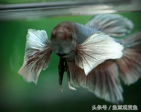 泰国斗鱼怎么样养好,泰国斗鱼有多吸引人