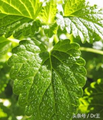 唇疱疹又痛又痒，医生:这几招可减轻发炎、加速疱疹脱落！