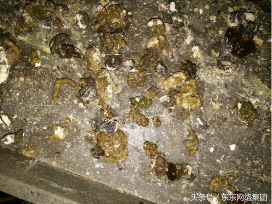 感冒和腺肌胃炎的混感治疗方案