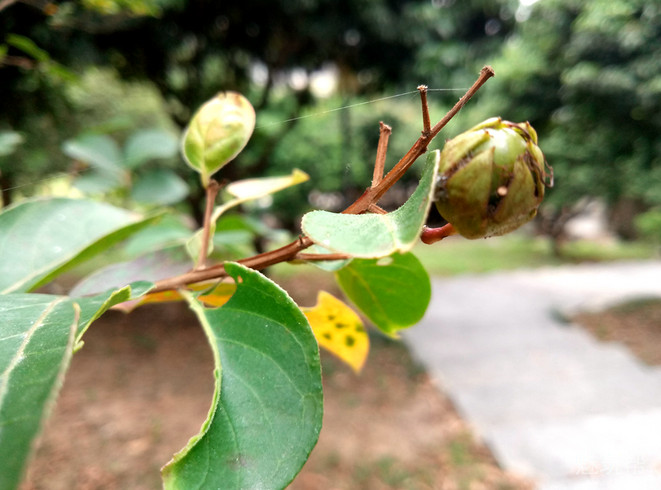 魅蓝max手机详细参数,魅蓝max边框拆解